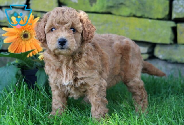 Friendly light-red Mini Goldendoodle puppy standing confidently in green grass, with vibrant orange flowers and a rustic stone wall in the background. image