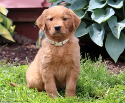 Chaz Golden Retriever