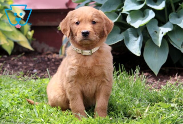 Chaz Golden Retriever image