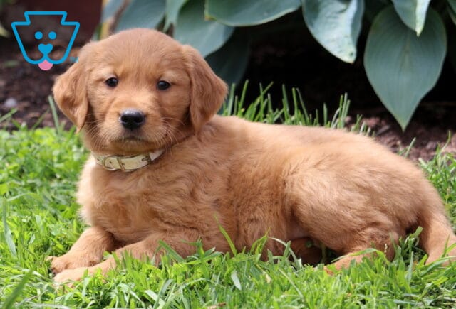 Chaz Golden Retriever2 image