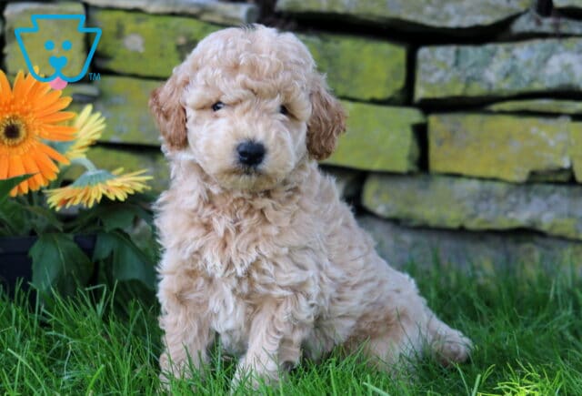 Chaz Mini Goldendoodle image