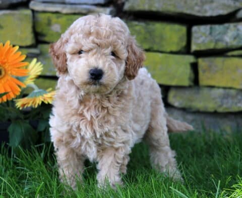 Chaz Mini Goldendoodle2