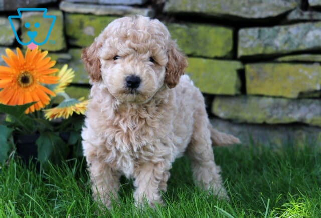 Chaz Mini Goldendoodle2 image