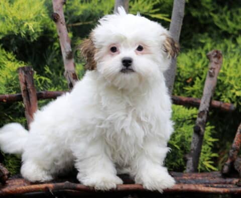 Cheeta Shichon Retake