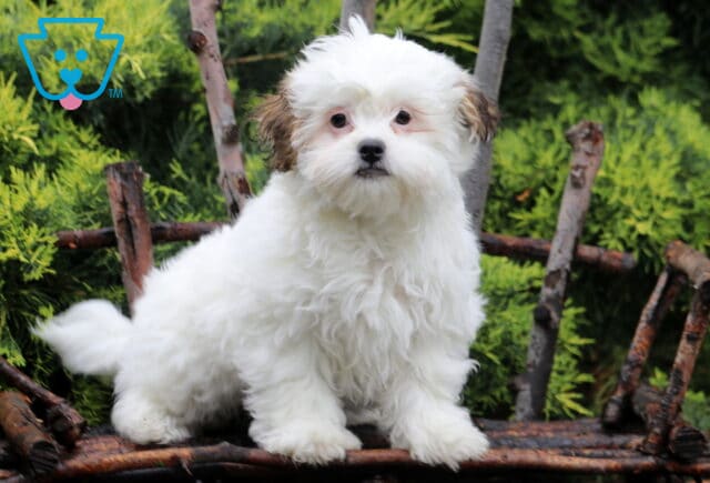 White Shichon puppy with fluffy fur and dark brown ears, sitting on a rustic wooden bench with green shrubs in the background. image
