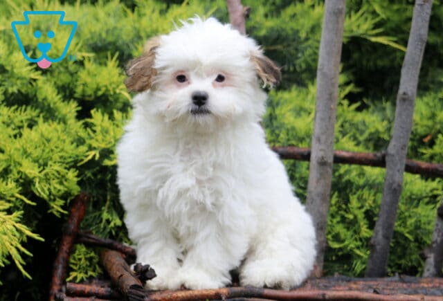 Fluffy white Shichon puppy with curly fur and dark ears, sitting on a rustic wooden bench with green foliage in the background. image