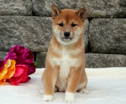 Cheetah Shiba Inu