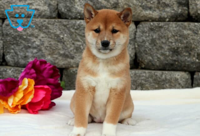 Cheetah Shiba Inu image