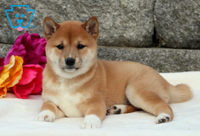 Cheetah Shiba Inu2 image