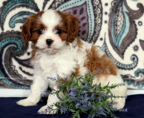 Cherish Cavapoo2