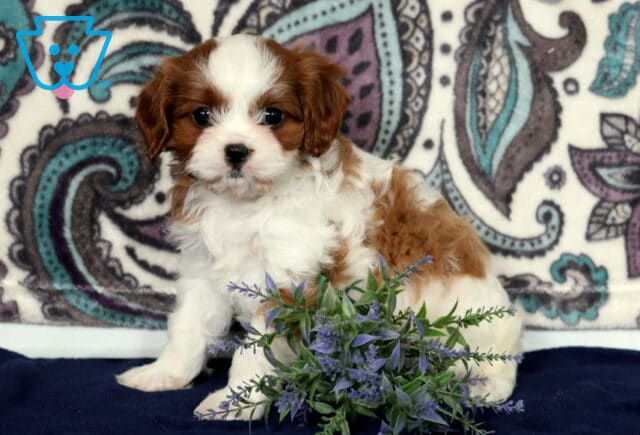 Cherish Cavapoo2 image