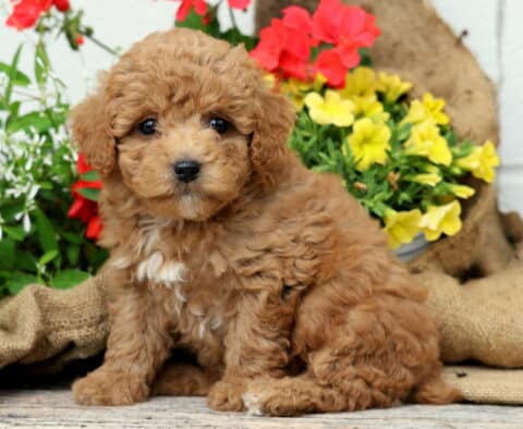 Chex Mini Poodle