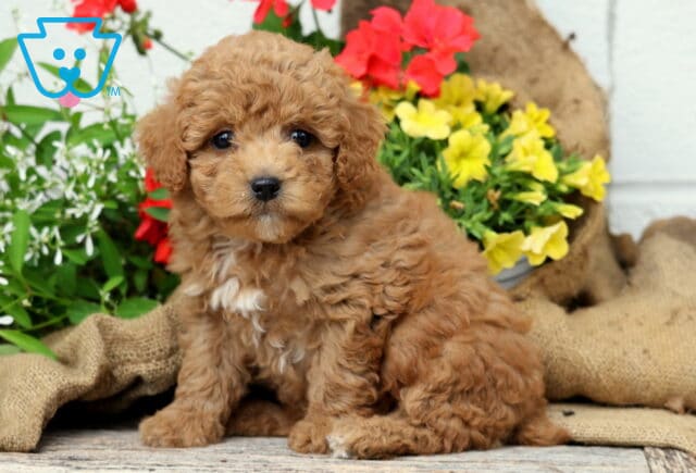Fluffy apricot Mini Poodle puppy sitting on a wooden floor with a white chest patch, posing sweetly in front of bright yellow and red flowers. image