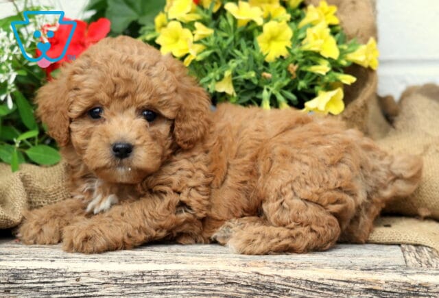 Sweet-faced apricot Mini Poodle puppy laying on rustic wood in front of cheerful red and yellow flowers, with a soft white patch on its chest. image