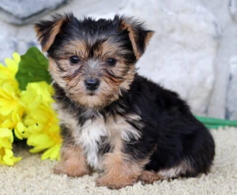 Chico Yorkie