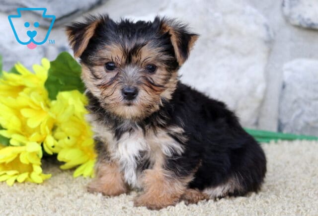 Chico Yorkie image