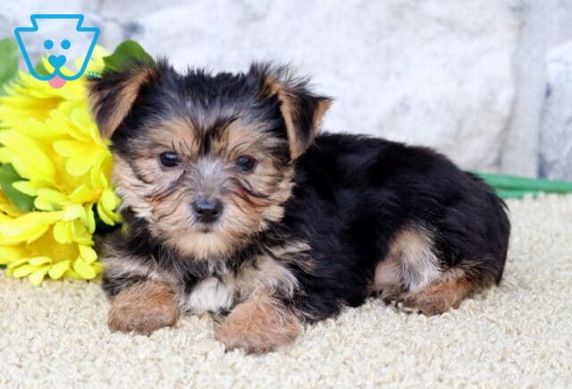 Chico Yorkie2 image