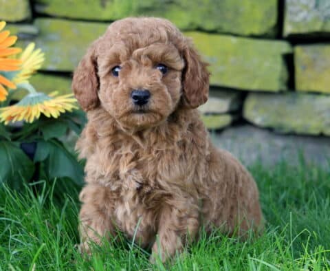 Chili Mini Goldendoodle