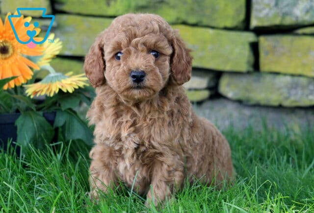 Chili Mini Goldendoodle image