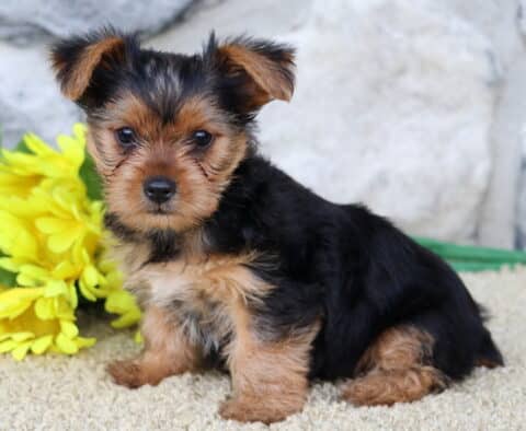 Chili Yorkie