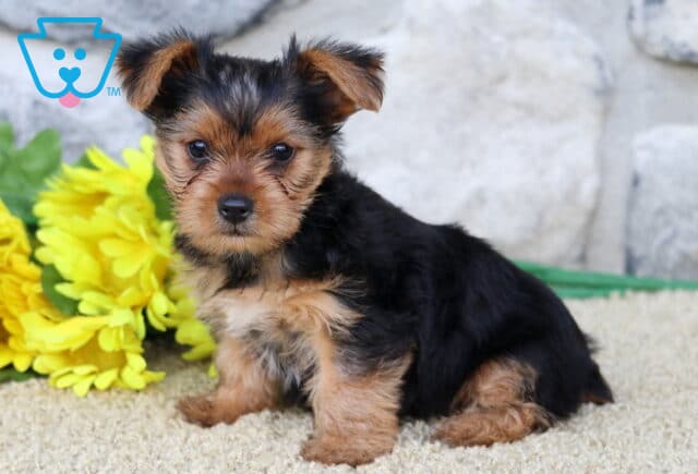 Chili Yorkie image