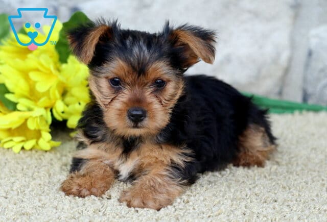 Chili Yorkie1 image