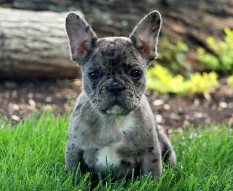 Chip Frenchie