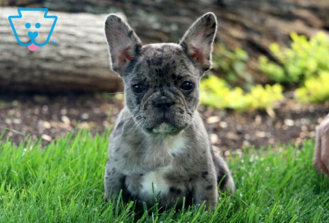 Chip Frenchie image