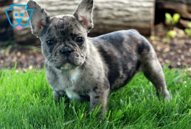 Chip Frenchie2 image