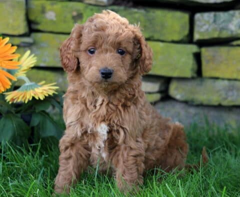 Clementine Mini Goldendoodle
