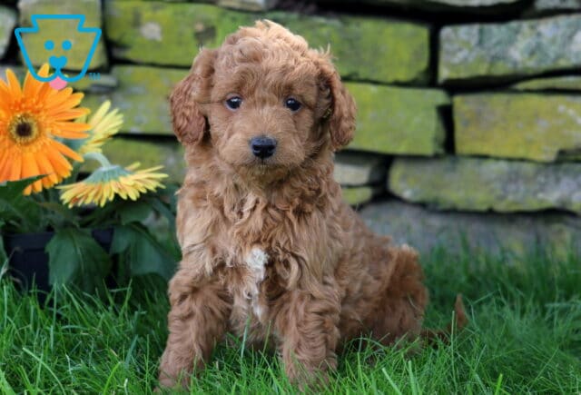 Clementine Mini Goldendoodle image