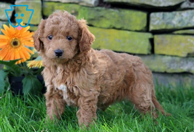 Clementine Mini Goldendoodle2 image