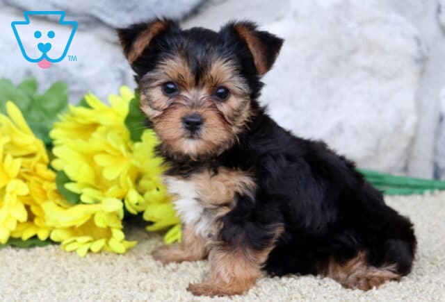 Clementine Yorkie image