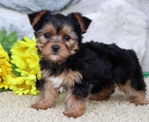 Clementine Yorkie2