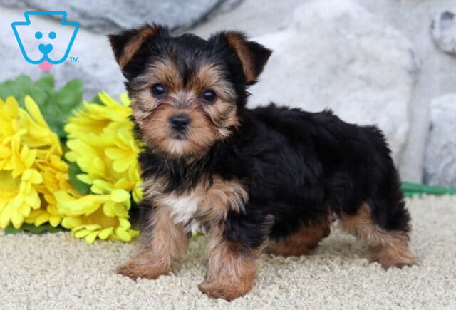 Clementine Yorkie2 image