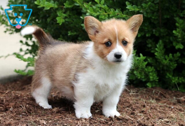 Adorable tan and white Corgi puppy standing on mulch in front of green shrubbery, looking curiously at the camera with perky ears and a fluffy tail. image