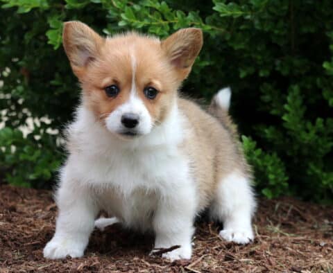 Coco Corgi2