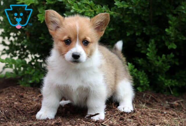 Fluffy tan and white Corgi puppy standing on mulch with a sweet expression, ears perked up and surrounded by lush green bushes in the background. image