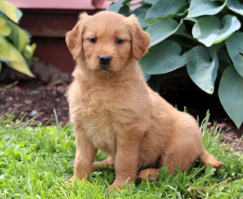 Coda Golden Retriever