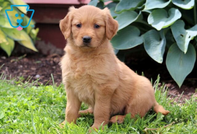 Coda Golden Retriever image