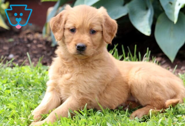 Coda Golden Retriever2 image