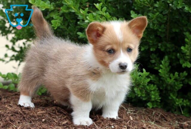 Side-facing Corgi puppy with a soft tan and white coat, standing on mulch with a thoughtful gaze and bushy greenery in the background. image