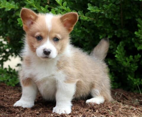 Cody Corgi2