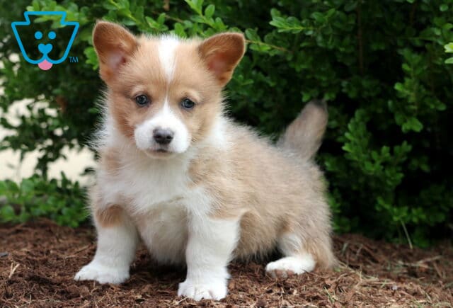 Fluffy tan and white Corgi puppy standing on mulch with a confident stance, ears perked and expressive eyes gazing forward, backed by rich green shrubbery. image