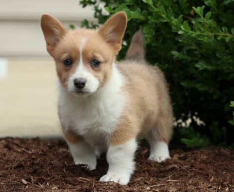 Coffee Corgi