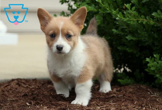 Alert tan and white Corgi puppy standing confidently on mulch with ears upright, posing near green shrubs and a cream-colored wall in the background. image