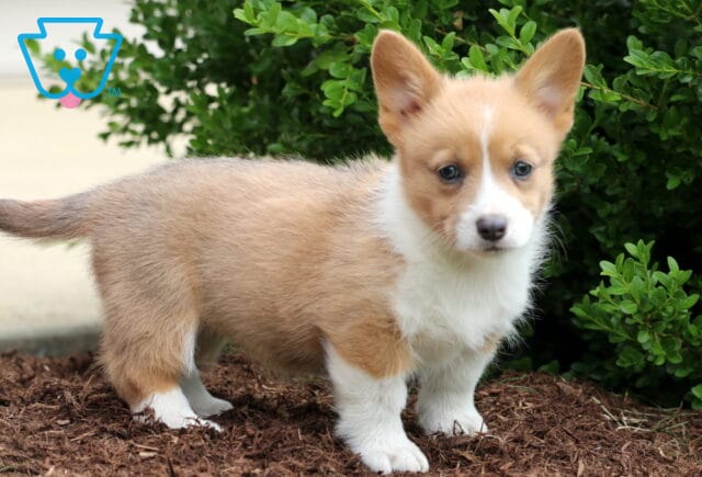 Side profile of a tan and white Corgi puppy with a fluffy tail and upright ears, standing on mulch beside green shrubs and looking calmly toward the camera. image