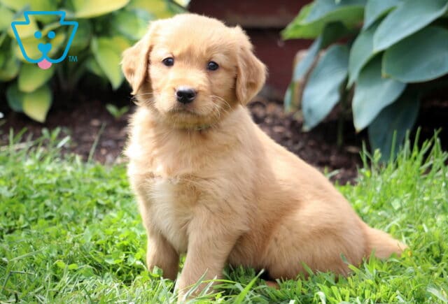 Comet Golden Retriever image