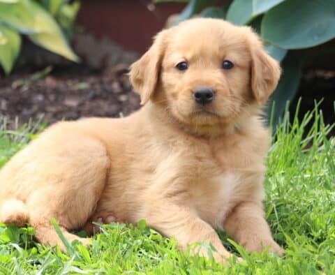 Comet Golden Retriever2