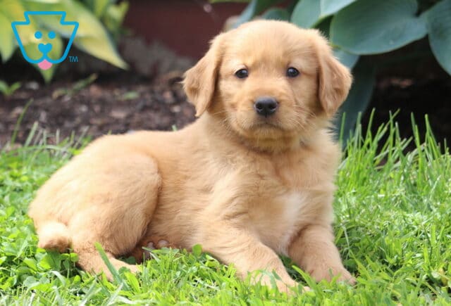 Comet Golden Retriever2 image